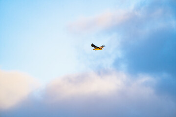 Lone Osprey flying, set against a cloudy backdrop. 