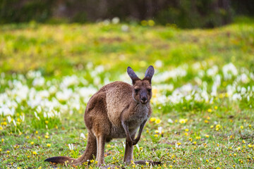 Baby kangaroo in the long grass. 