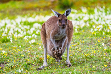 kangaroo with baby looking into the camera. 