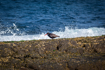 Sooty Oystercatcher Against Surf