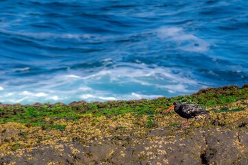 Sooty Oystercatcher By Surf