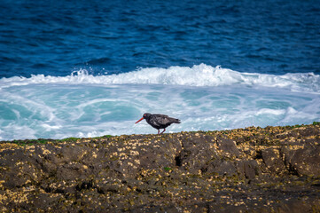  Sooty Oystercatcher Crouching