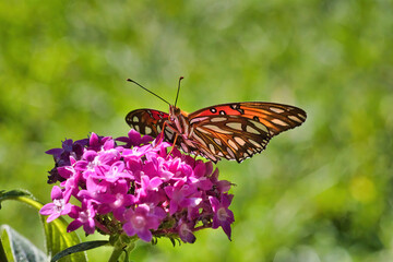 Low stramline angle of a beautiful gulf fritellary butterfly resing on a bright pink flower.