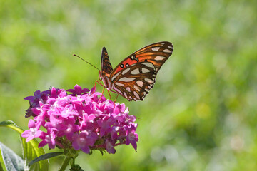 Close-up of a colorful backlit gulf fritellary butterfly feeding on a bright pink flower.