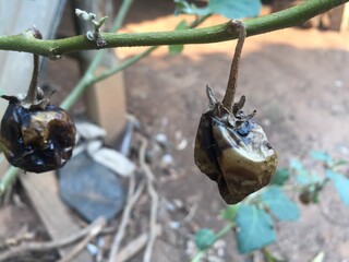 Rotten eggplant fruit on it tree