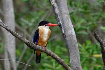 Black-capped kingfisher hiding on tree branch waiting to fishing in small stream during migration to Thailand