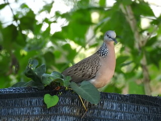 Southeast Asian doves perched by the garden fence.