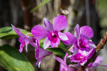 purple flowers in the garden