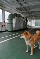 柴犬・フェリー・乗船