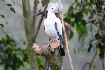 Pied Imperial pigeon. 