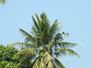Fototapeta premium The tops of coconut trees in Southeast Asia