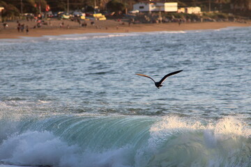 seagull flying over the sea