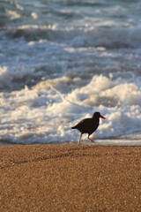 seagull on the beach