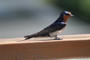 Adult Welcome Swallow