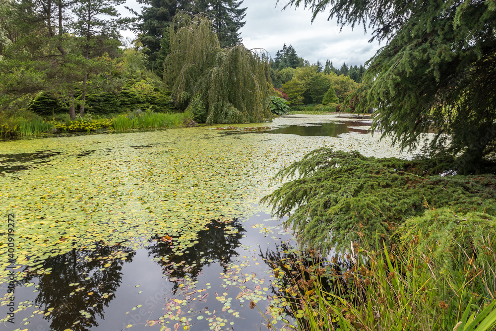 Wall mural beautiful blooming r. roy forster cypress pond in summer season in vandusen botanical garden in brit