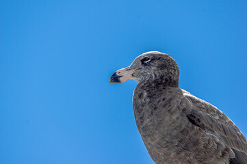 Pacific Gull Profile