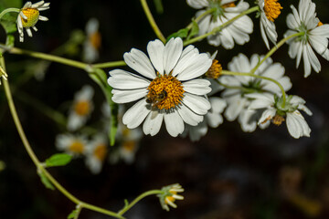 MARGARITA,POLINISACION,POLEN,ABEJA,