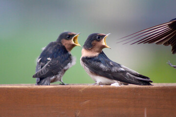 Two Young Welcome Swallows open mouths as parent arrives with food