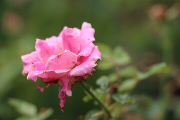 Obraz na płótnie Canvas close up of rotten rose in the garden