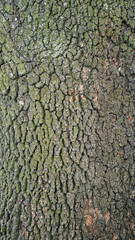 Madera gruesa