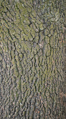 Corteza de árbol