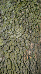 Madera con textura