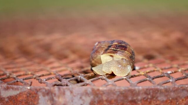 Snail Crawling on a Grill