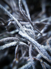 frost on branches
