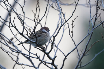 wild sparrow on the branch
