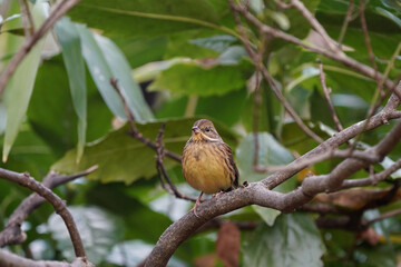 black faced bunting is the forest