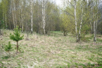 Trees In Early Spring. Early spring by the forest, cloudy April landscape.