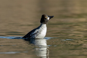 Fototapeta premium Goldeneye shakes off water after a dive.