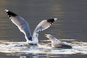 Two seagulls fighting each other.