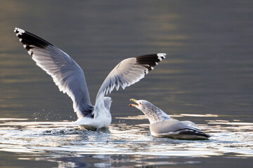Two seagulls fighting each other.