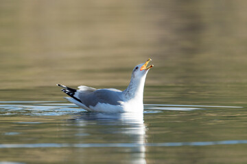 Seagull is calling out.