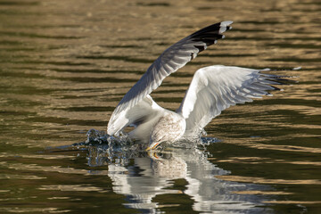 Seagull in water catches fish in its beak.