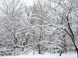 Winter, trees covered with snow during the day