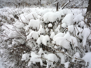 Naklejka premium Bush with bare branches covered with snow in winter