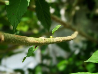 Obraz premium The tropical Kratom tree (Mitragyna speciosa). The leaves of the tree are a mild stimulant, and were traditionally chewed by farmers and labourers needing a boost or some light pain relief.