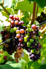 Grapes on the vine in sunlight