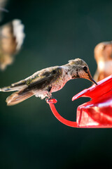 Hummingbirds feeding