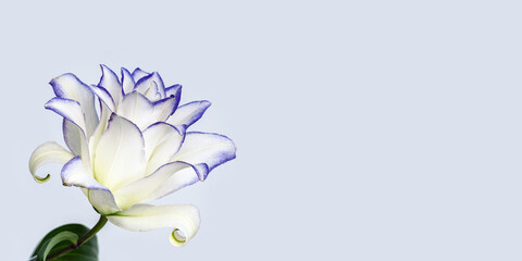 Blossoming delicate petals of peony lily, white blooming lilies flower with purple border