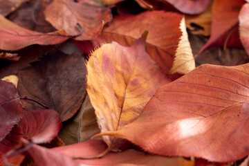 落ち葉　秋，冬のイメージ