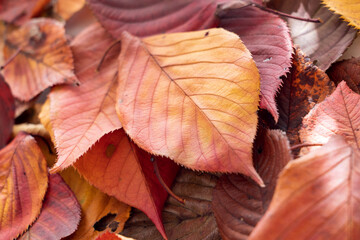 落ち葉　秋，冬のイメージ