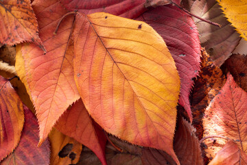 落ち葉　秋，冬のイメージ