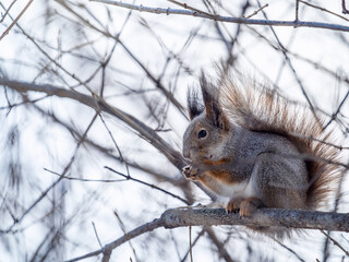 The squirrel with nut sits on tree in the winter or late autumn