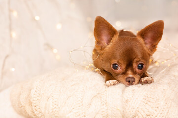 Close-up of cute little Christmas dog Chihuahua dog lying on the bed. It's good to be home