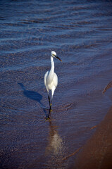 White heron in Egypt, Sharm El Sheikh
