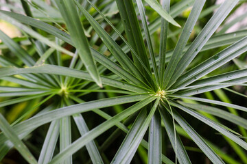 close up of grass