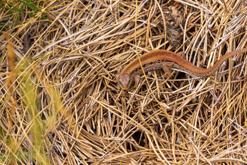 Eine Eidechse schlängelt sich über Stroh